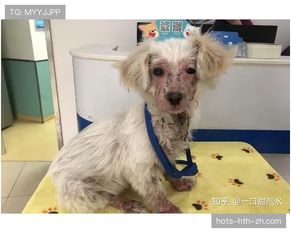 拉皮诺家的狗吃的比我家孩子还讲究